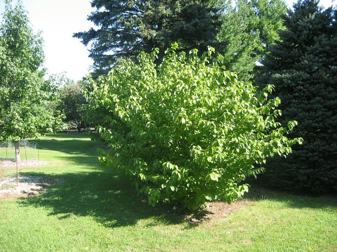 Image depicts a common spicebush with yellow leaves and red berries in the fall. 