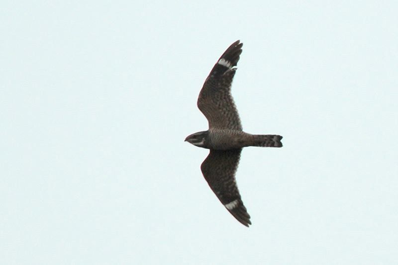 Lesser Nighthawk