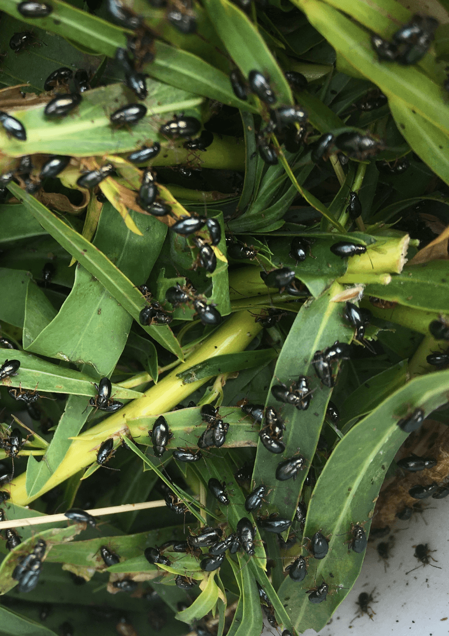 Request Biocontrol Agents