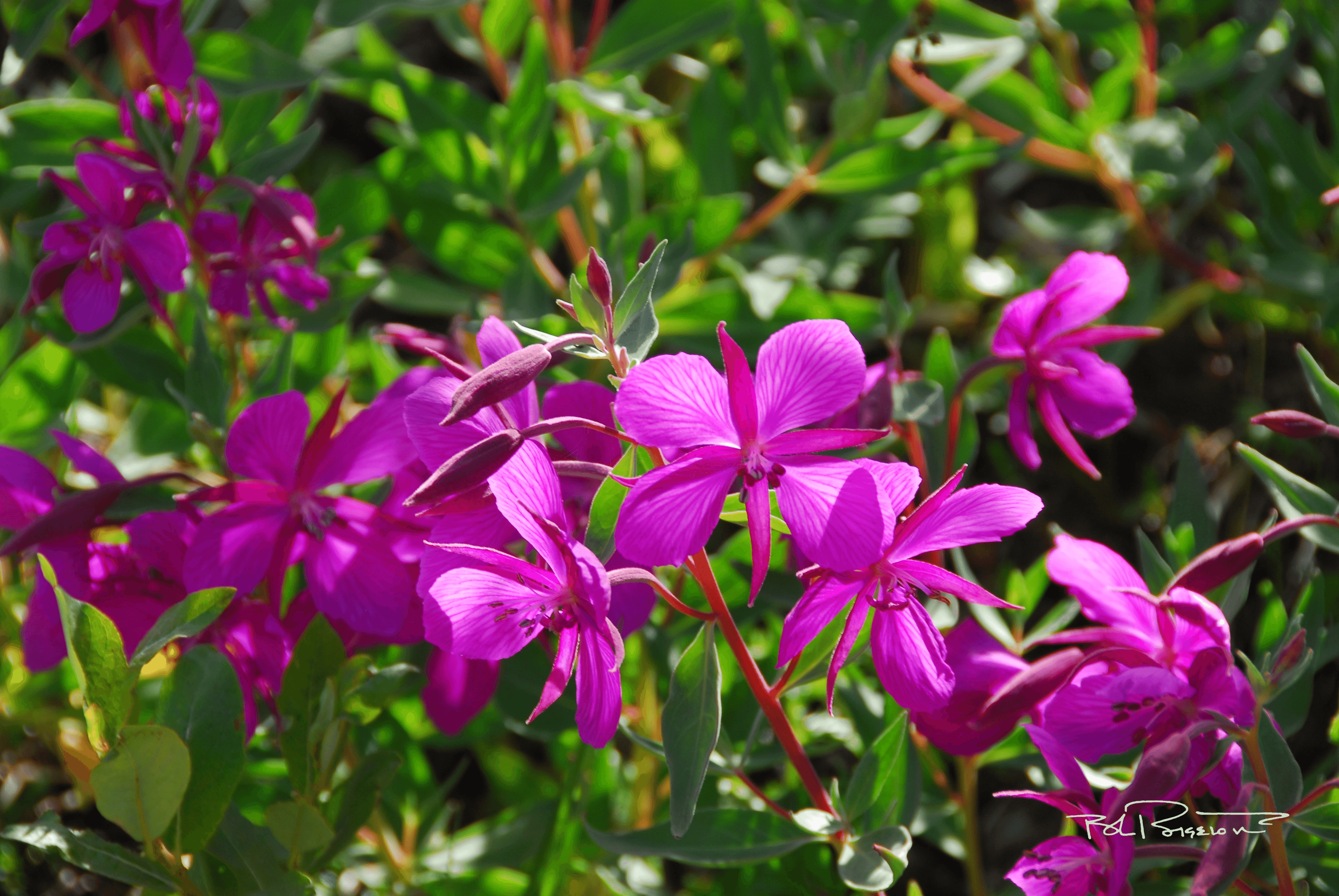 Fireweed 1