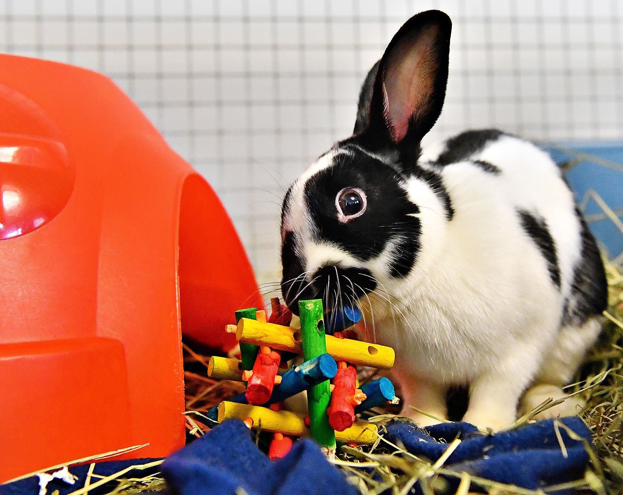 Rabbit Exercise: Activities For a Happy, Healthy Bunny, Small Pet Select  Blogs