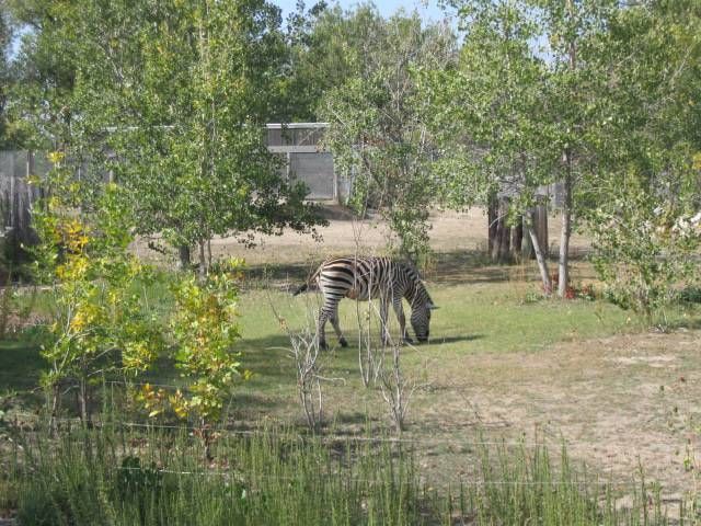 A zebra grazes amid green foliage