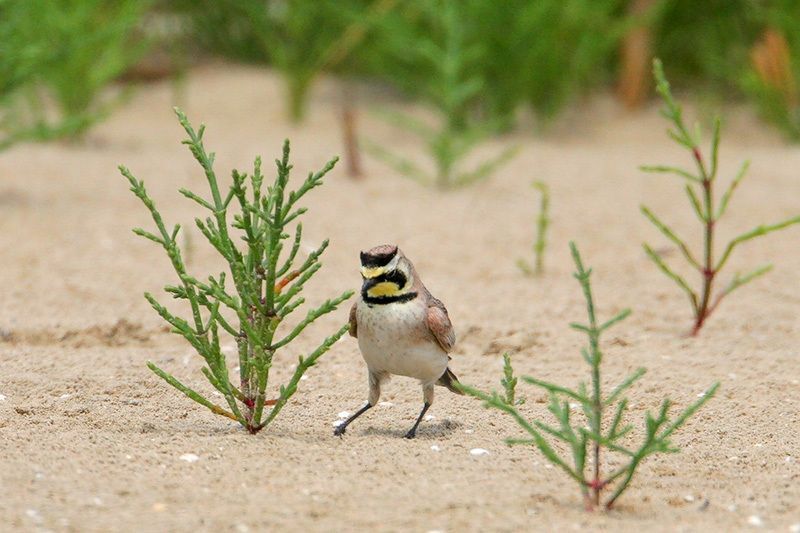 Horned Lark