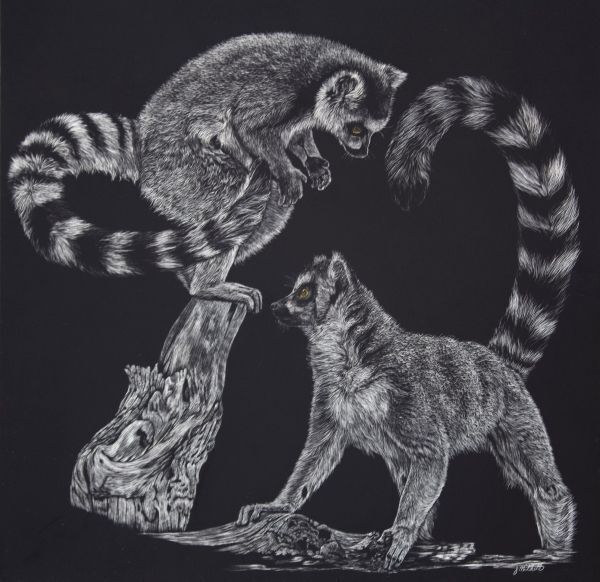 Ring Tailed Lemur