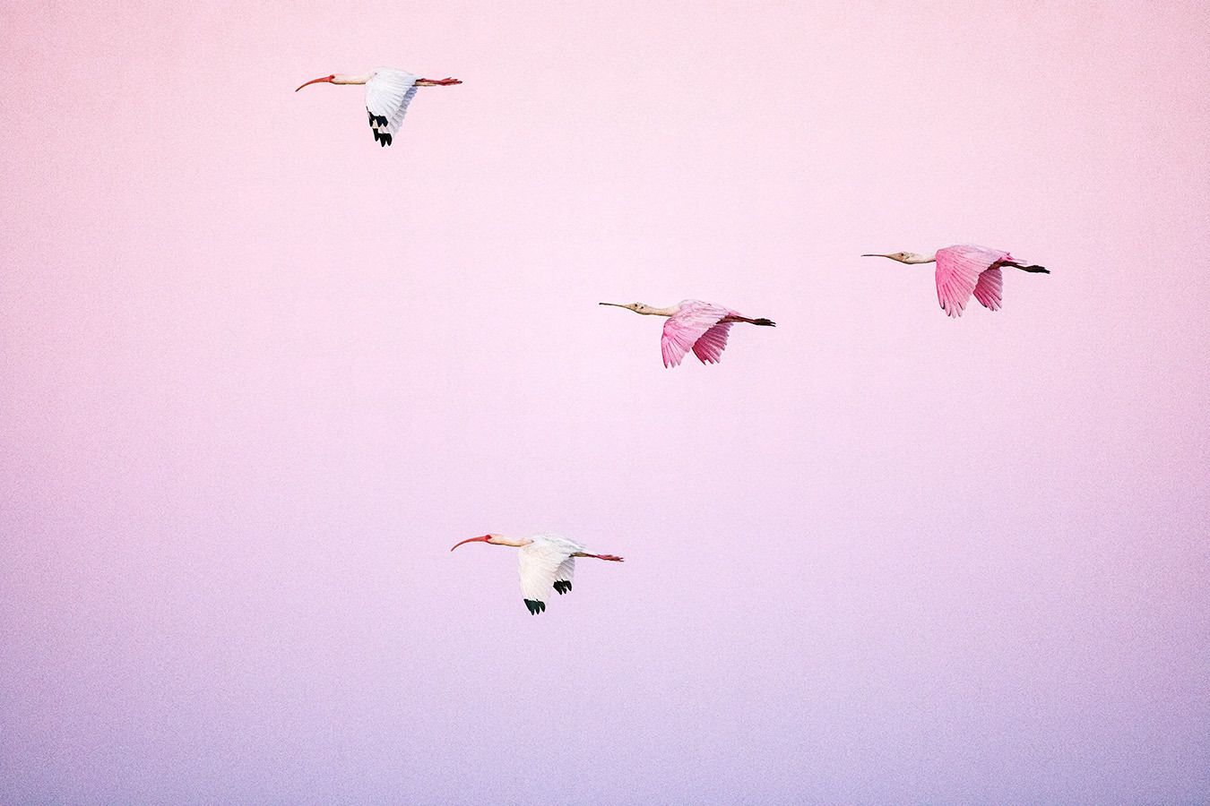 Spoonbills & Ibis over Shoveler Pond - Crystal Garrett