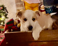 Kasey - ADOPTED