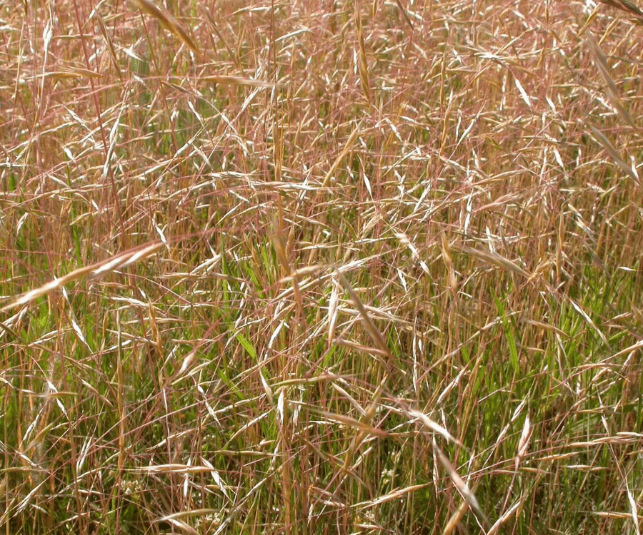 Ventenata