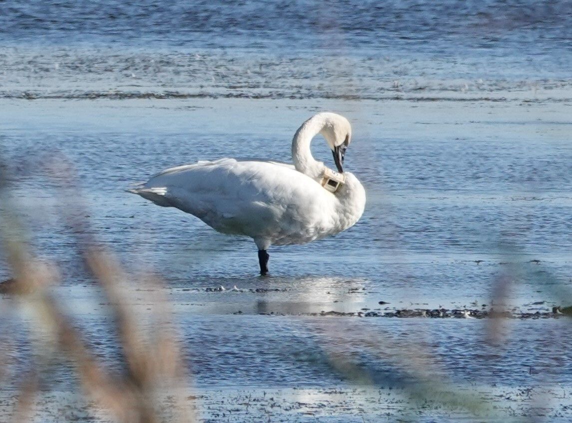 Manitoba swan 5H