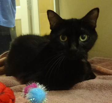 Binx