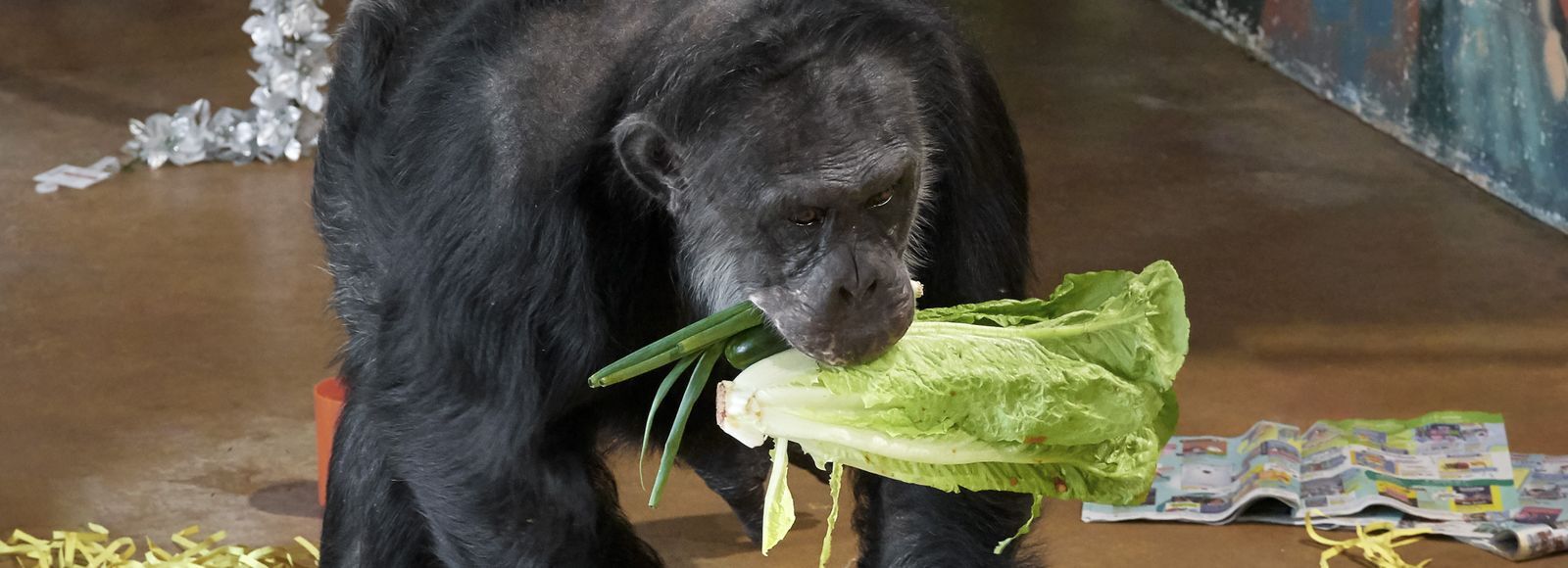 Loulis Fauna Foundation Adopt a chimp