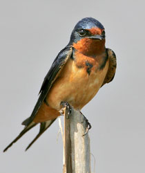 Male Barn Swallow 104