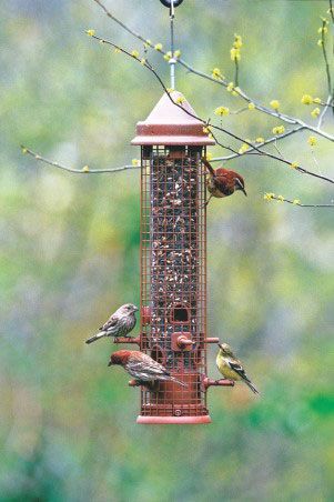 Squirrel-proof Feeder