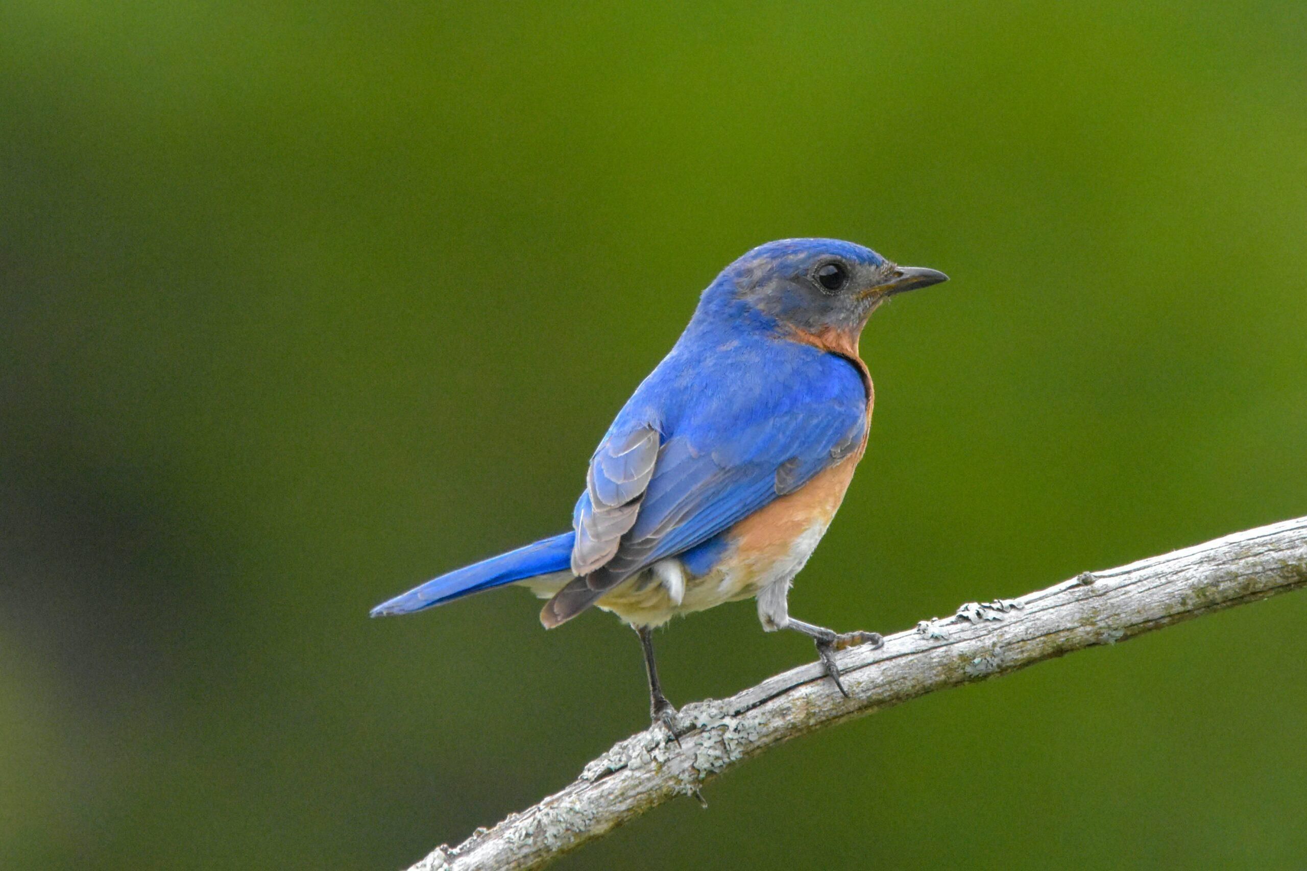 Eastern Bluebird perching on a branch
