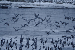 WHEN IS THE BEST TIME TO SEE SANDHILL CRANES IN NEBRASKA?