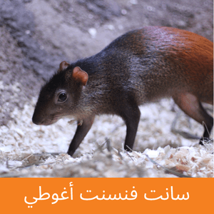 st. vincent agouti