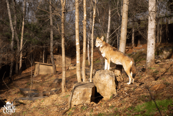 Captive Red Wolf poses on a rock