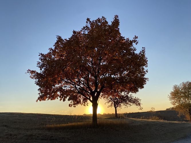 An oak tree in fall color with the setting sun in the background.