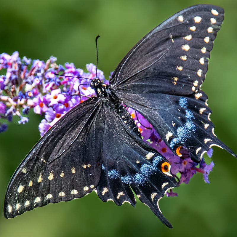 A female Black Swallowtail butterfly on purple and white flowers