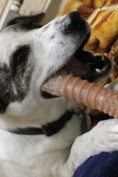 Nylabone - Dog 2