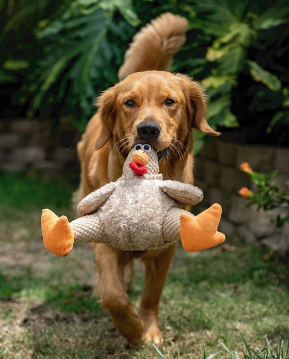 Choosing the Right Dog Toy: From Balls to Squeakers
