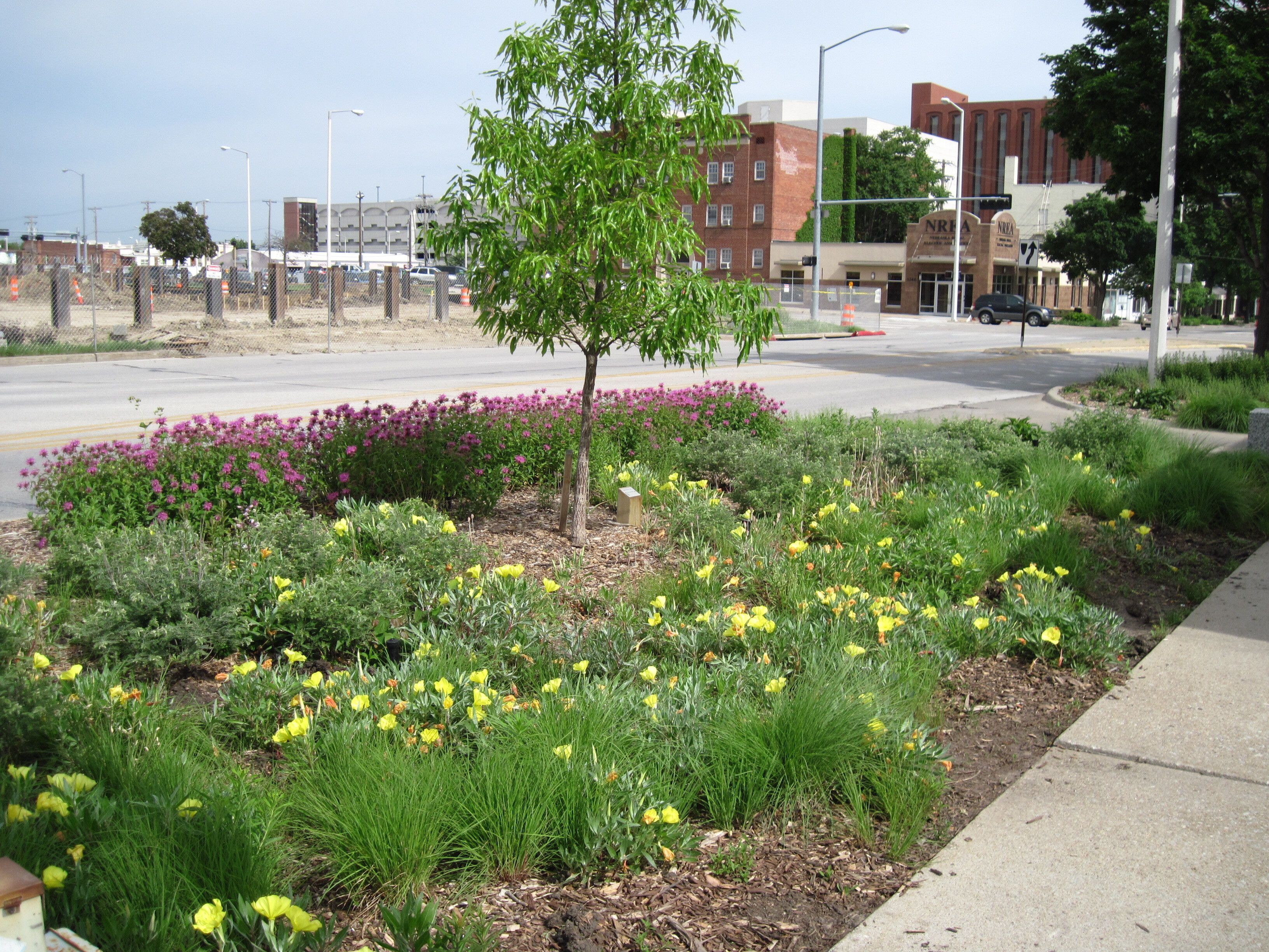 Green infrastructure such as perennials and tree plantings help mitigate urban heat island effect. 