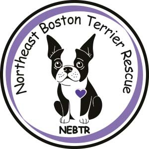 Northeast Boston Terrier Rescue