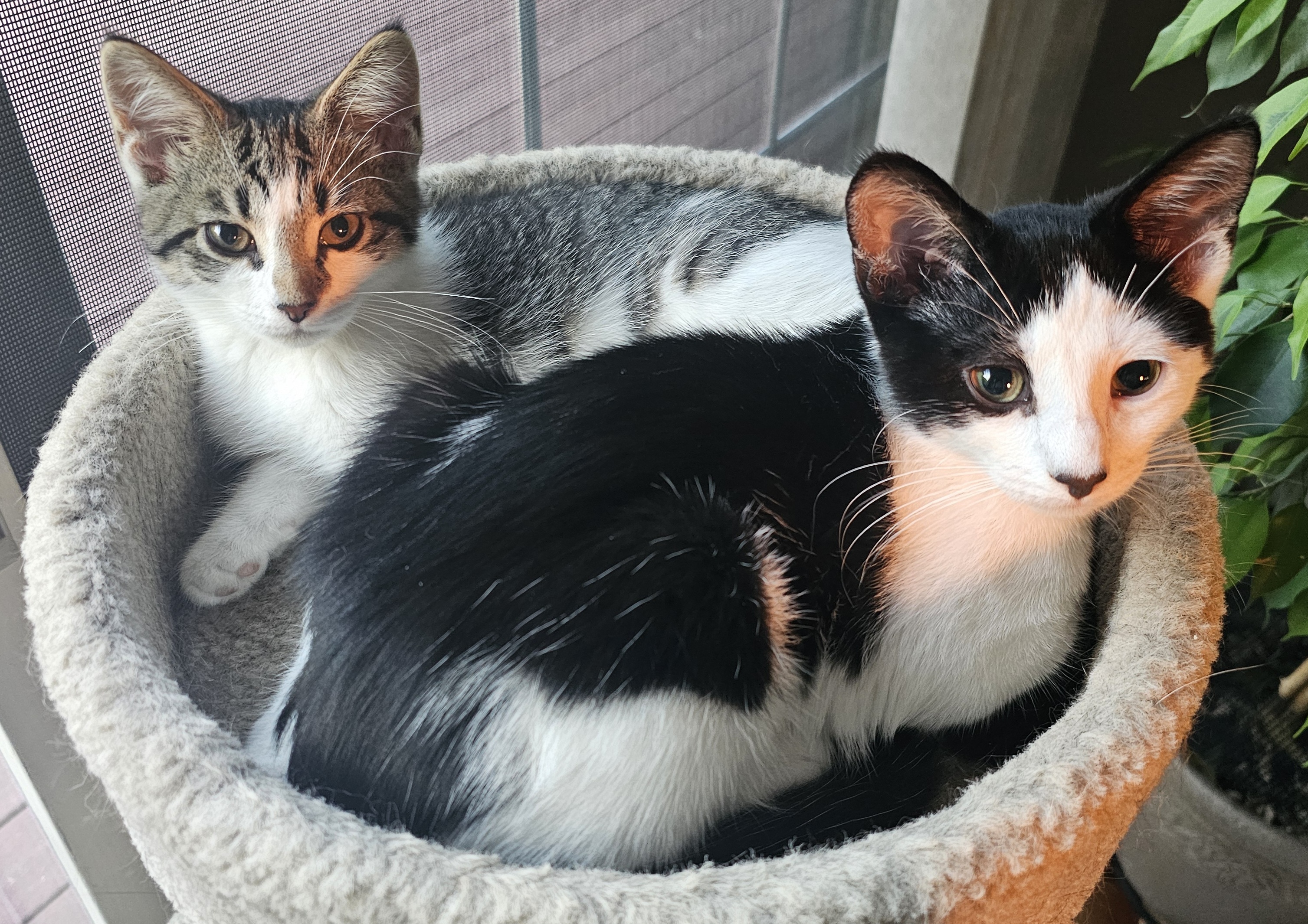 Layla and Lyle