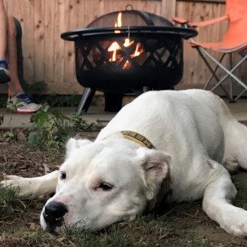 Fun Things To Do With Your Dog This Summer