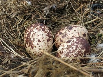 How many eggs does an Osprey lay?