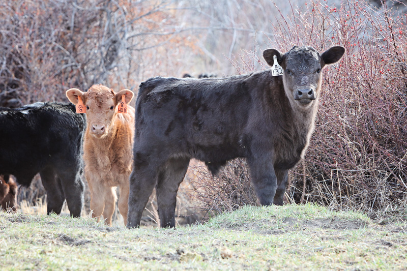 Calves Are Growing And Branding Days Are Here!
