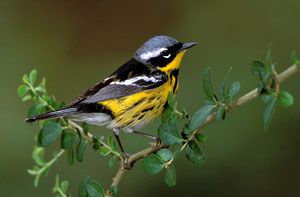 Magnolia Warbler