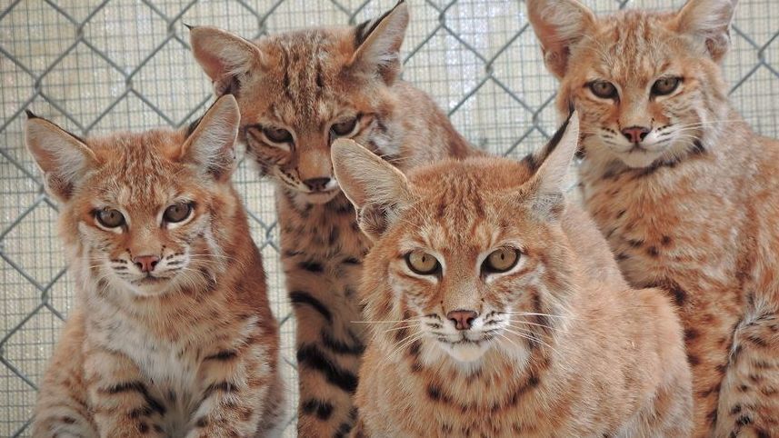 A wild bobcat, just released from SWCC returning to the wild, suspiciously eyeing the camera