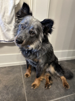Dougie - ADOPTED
