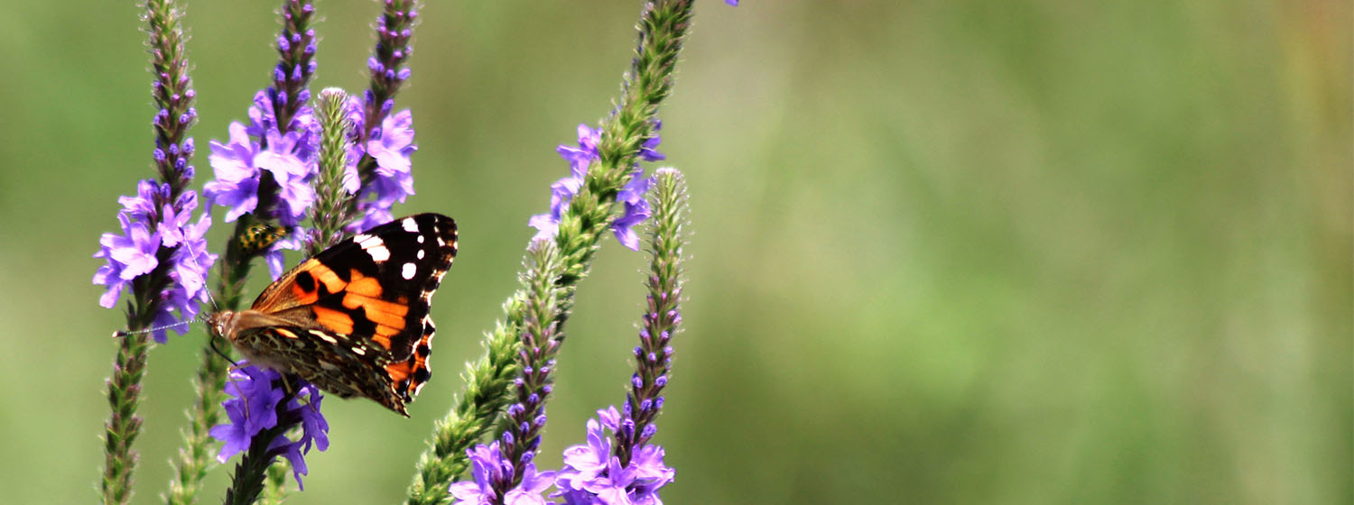Crane Trust Nature and Visitor Center Family Day Pollinator Celebration