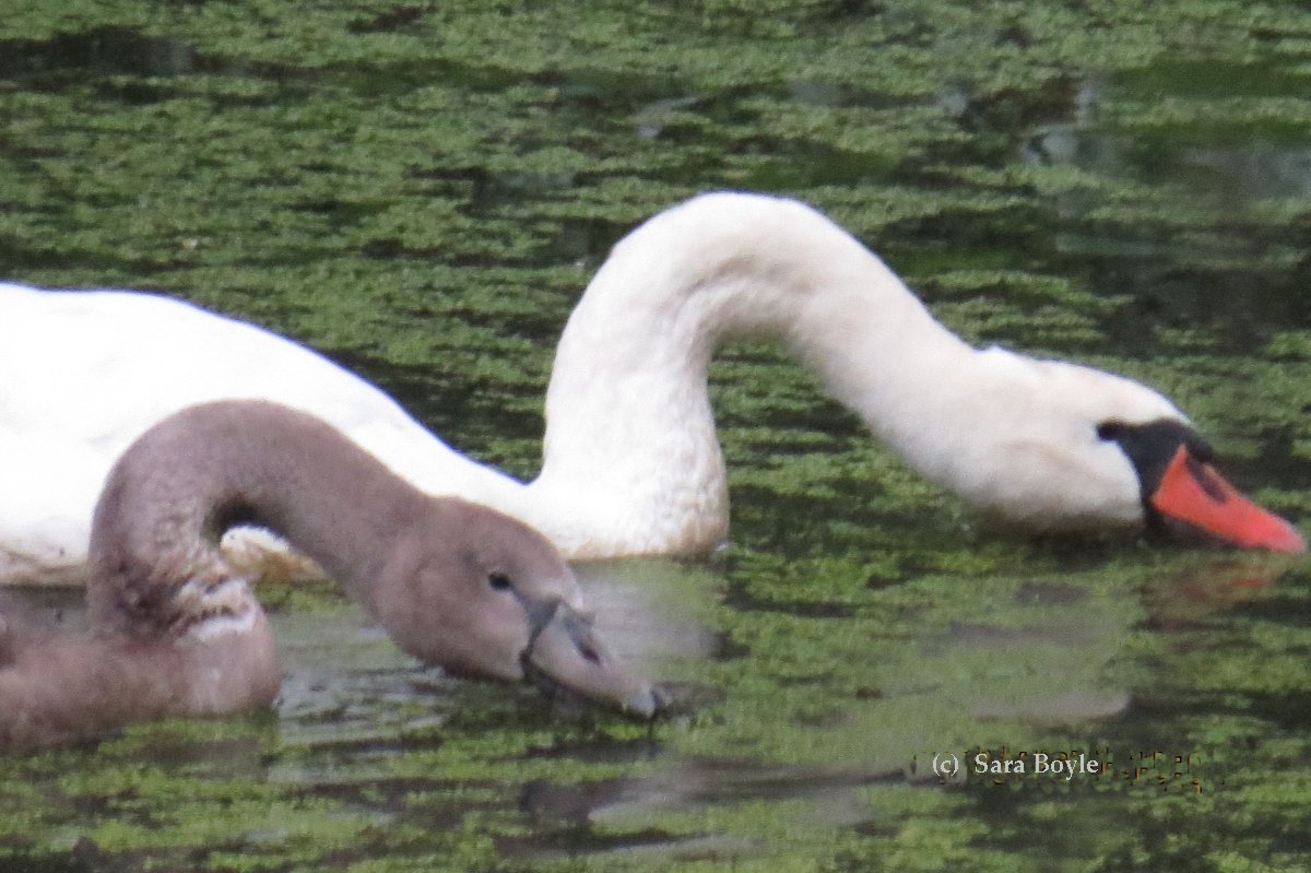 Juvenile Swan Identification Trumpeter Swan Society