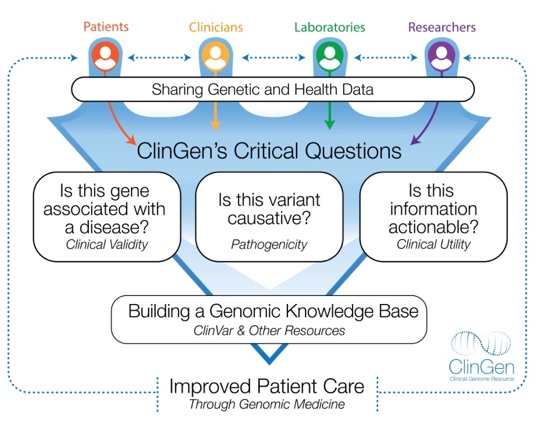 Infographic: Flowchart text from top to bottom: Patients, Clinicians, Laboratories, Researchers with connecting arrows between each group. Sharing Genetic and Health Data. ClinGen's Critical Questions: Is this gene associated with a disease? (Clinical Val