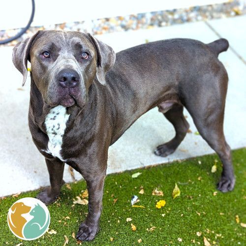 PLOPPER - Adopted 11/4!! 