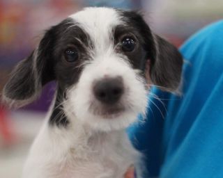 Bronx - ADOPTED