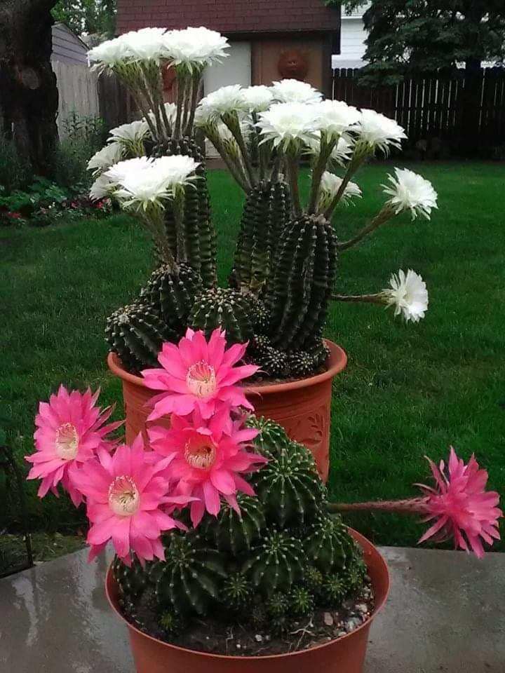Blooming Cactus Giants*