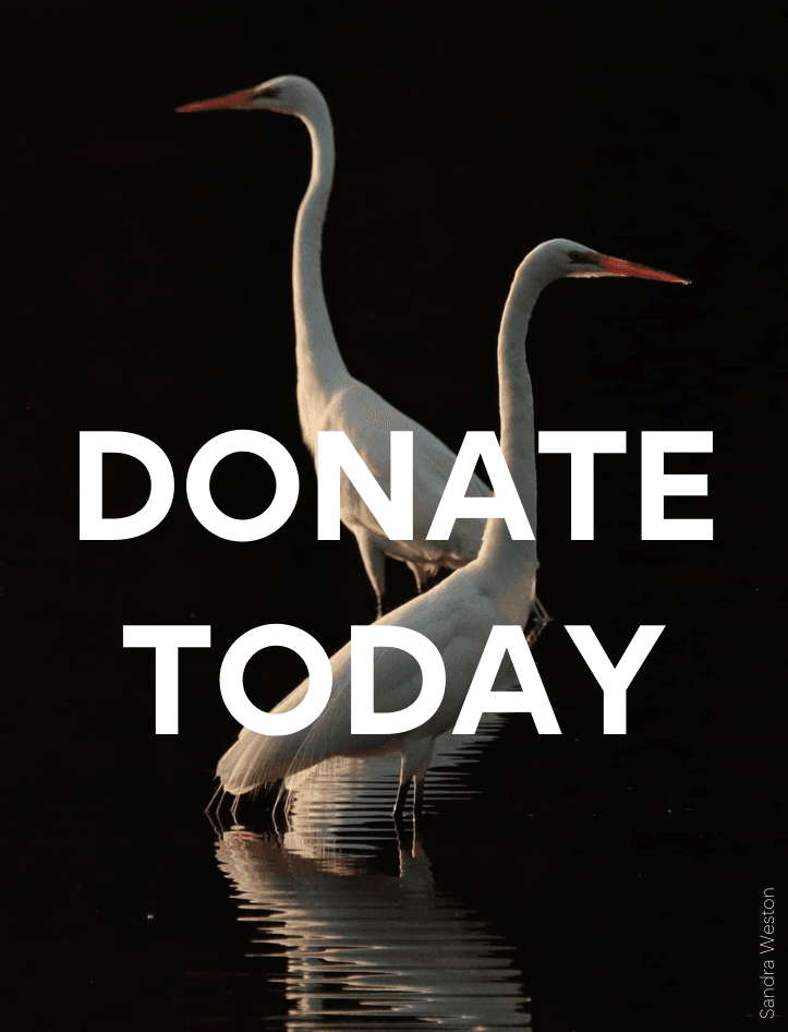 Support Audubon With a Donation Today