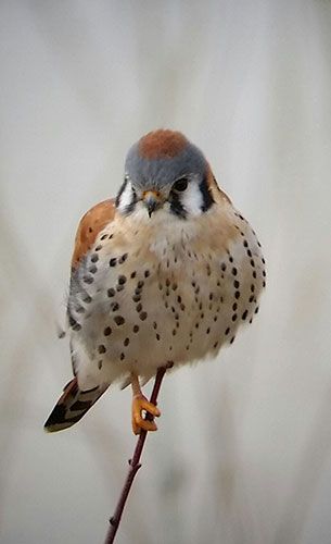 American Kestrel