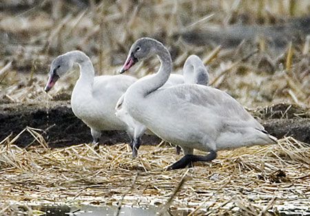 Tundra Swan cygnet, light gray feathers