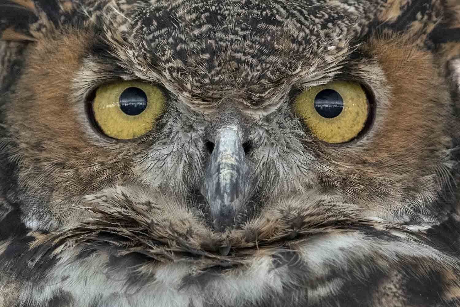 Up-close shot of a Great-horned Owl face