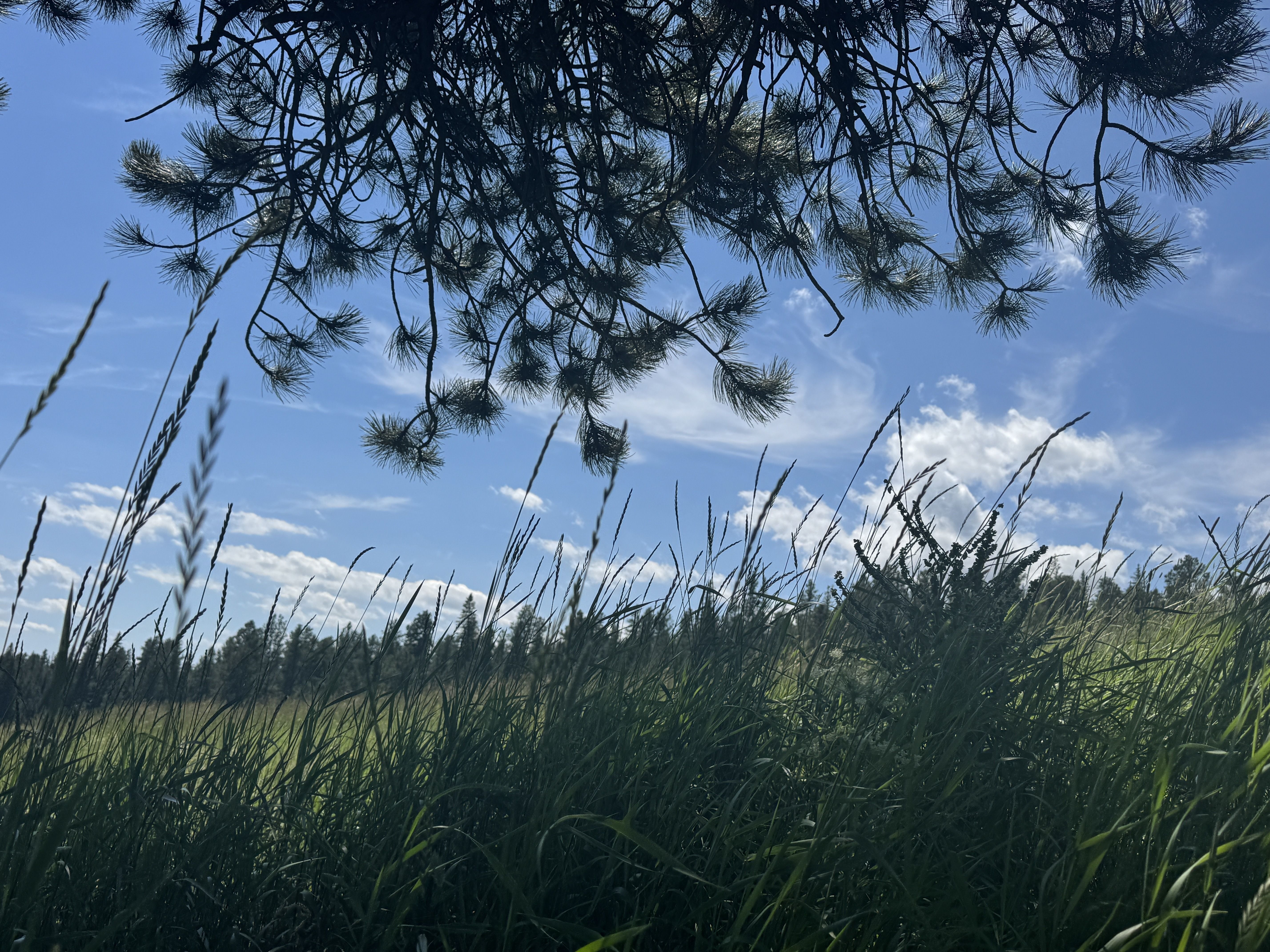A view of a grassy hillside, blue sky, and tree leaves.
