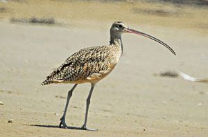 Long-billed Curlew