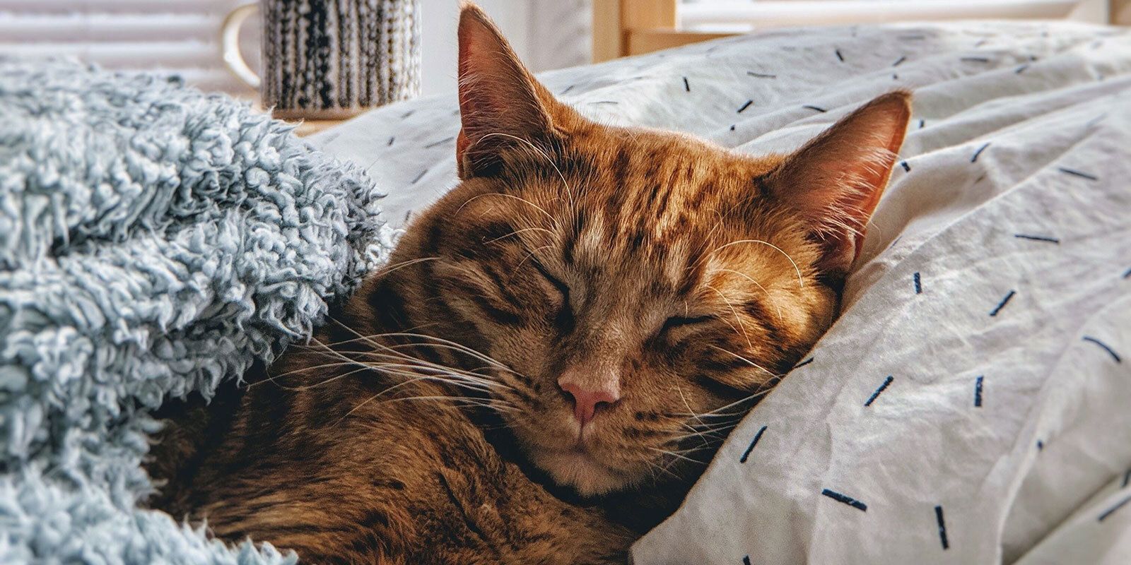 Sleepy orange cat.