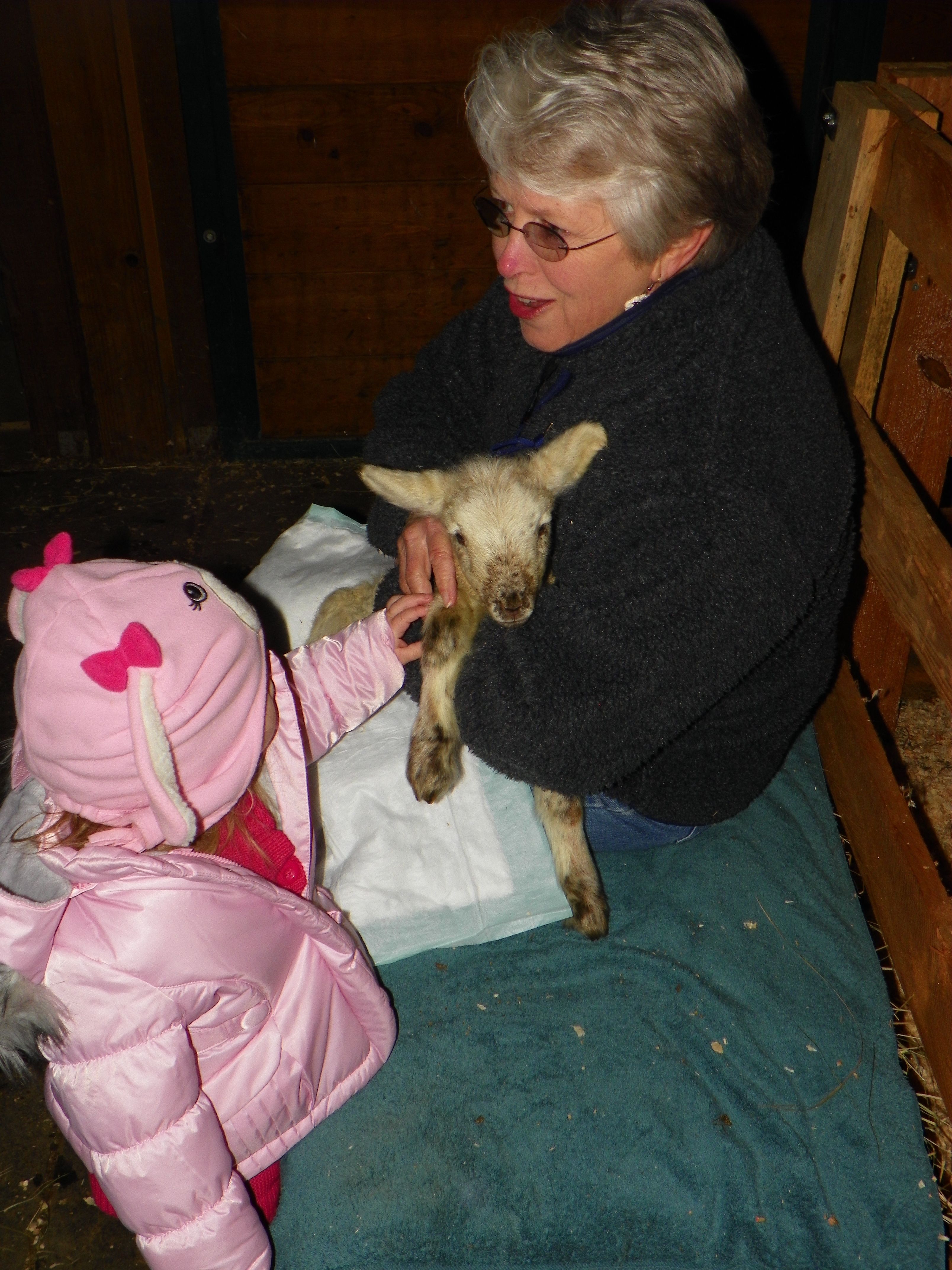 Visiting the Lamb Farm