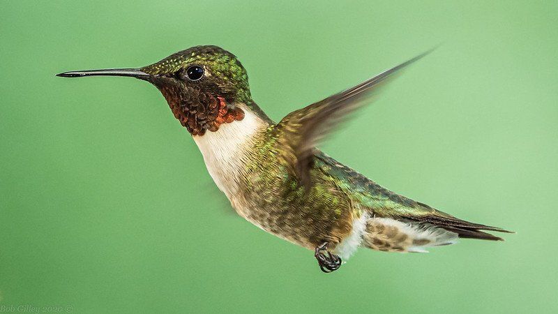 Hummingbird in flight looking for nectar