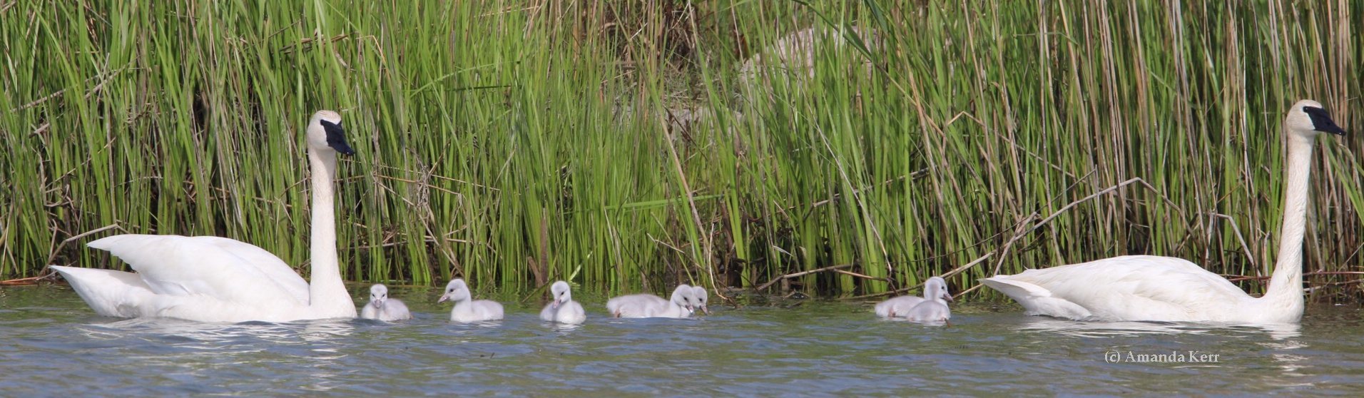 Juvenile Swan Identification Trumpeter Swan Society