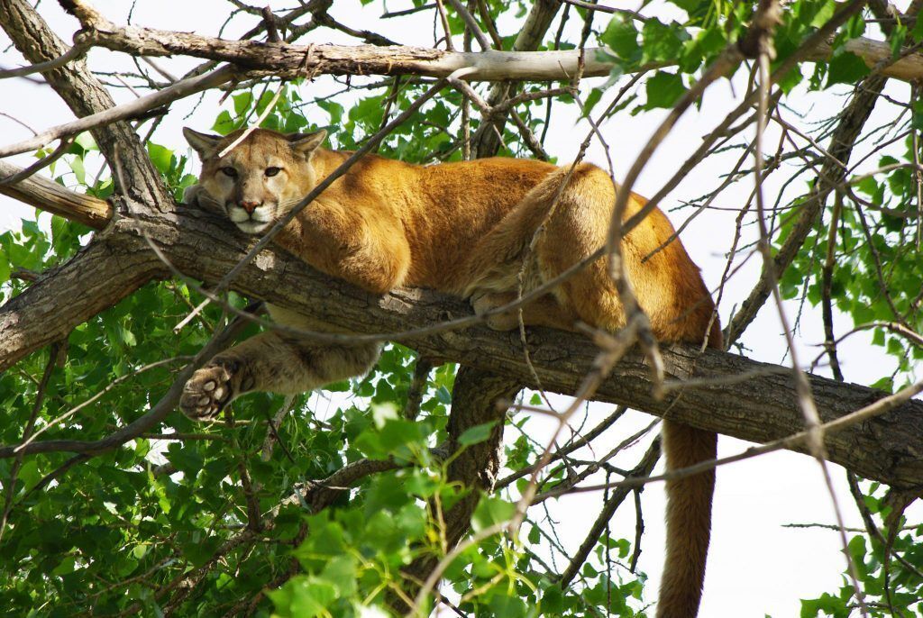 A mountain lion resting on the branch of a tree